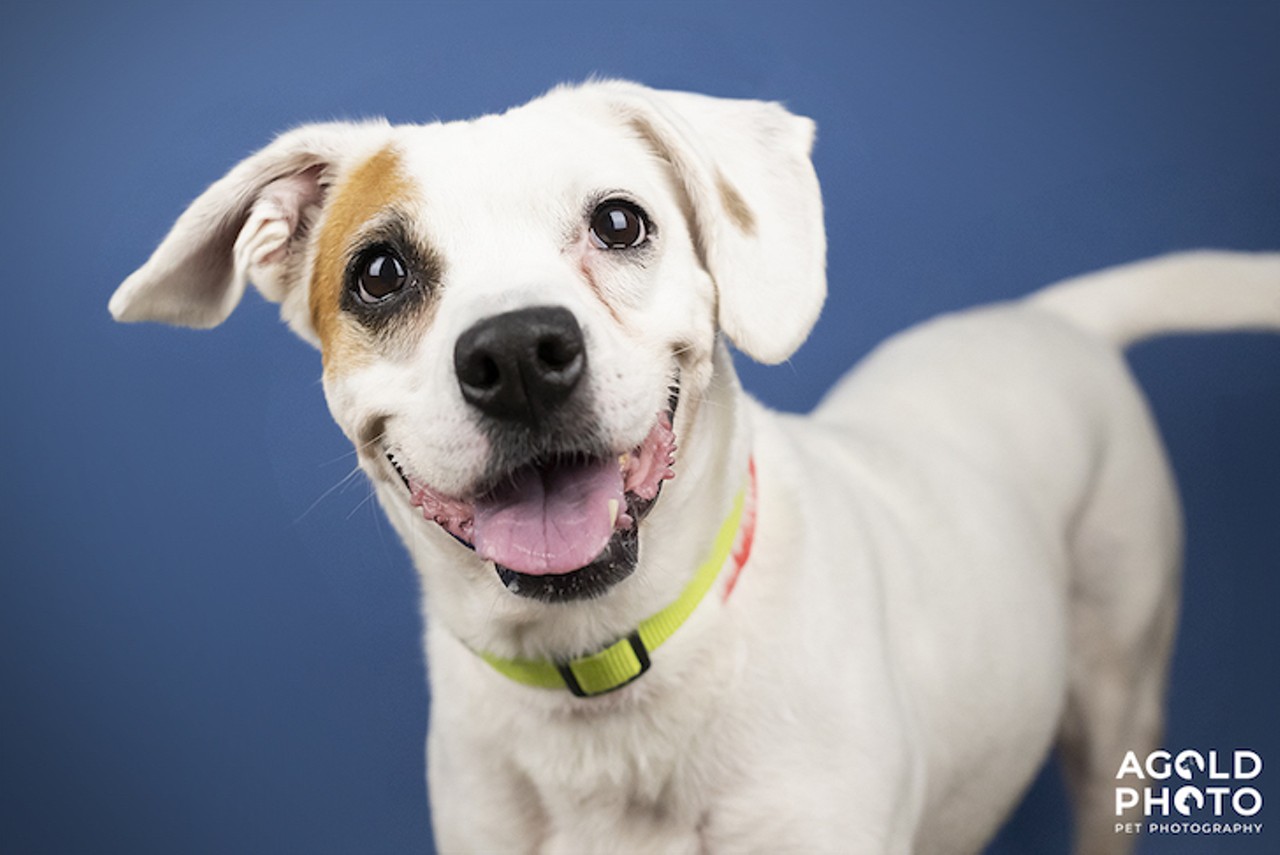 10 adoptable pets available right now in Tampa Bay