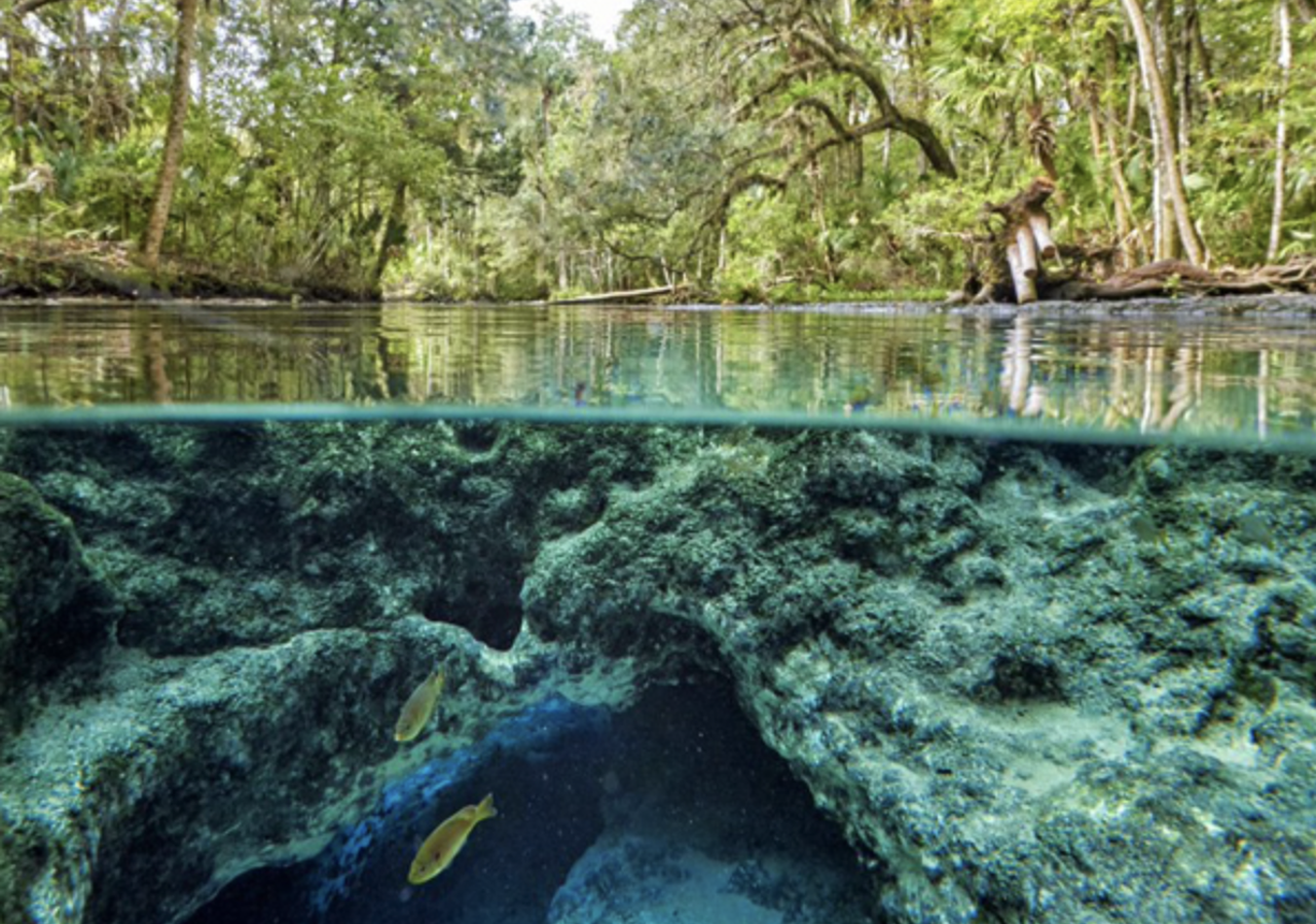  Seven Sisters Springs 
Estimated drive time from Tampa: 1 hour and 20 minutes 
Although it doesn’t receive as much traffic as nearby springs like the Chaz, Seven Sisters is regarded as one of the most beautiful in the state. With its exceptionally clear water, snorkeling and swimming is the best way to get acquainted. As the springs are only accessible by water, it’s recommended that visitors park for $5 and rent kayaks or canoes from the Chassahowitzka Campground.
Photos via sevensisterscampground.com