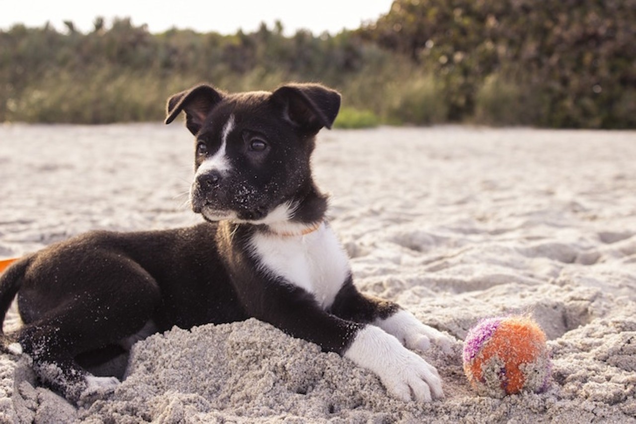 Fort DeSoto Dog Beach
Estimated drive time from Tampa: 41 mins
This section of Fort De Soto&#146;s coastline is devoted to furry friends. Dog Beach offers pet owners the opportunity to let their pets run and play off-leash in an area surrounded by thousands of acres of protected land.
Photo via Pixabay