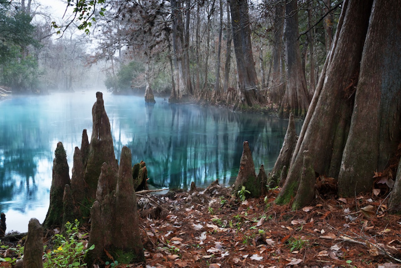 Manatee Springs State Park
Estimated drive from Tampa:  2 hours and 30 minutes 
This spring is a haven for manatees, so if you don't see one, that would be a first here. This state park boasts 86 campsites in three loops, each with its own hot shower restroom.
Photo via Adobe Images