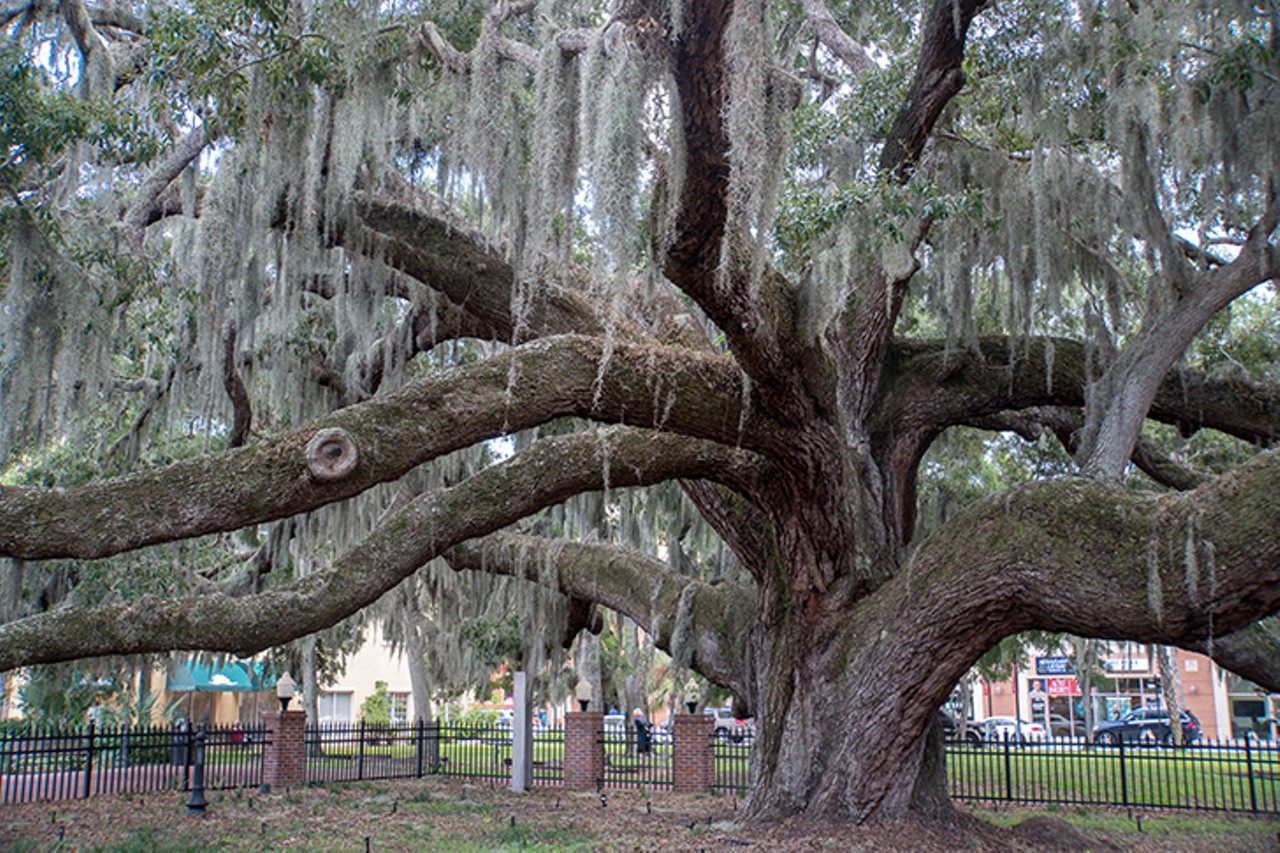 The oldest tree in Pinellas County