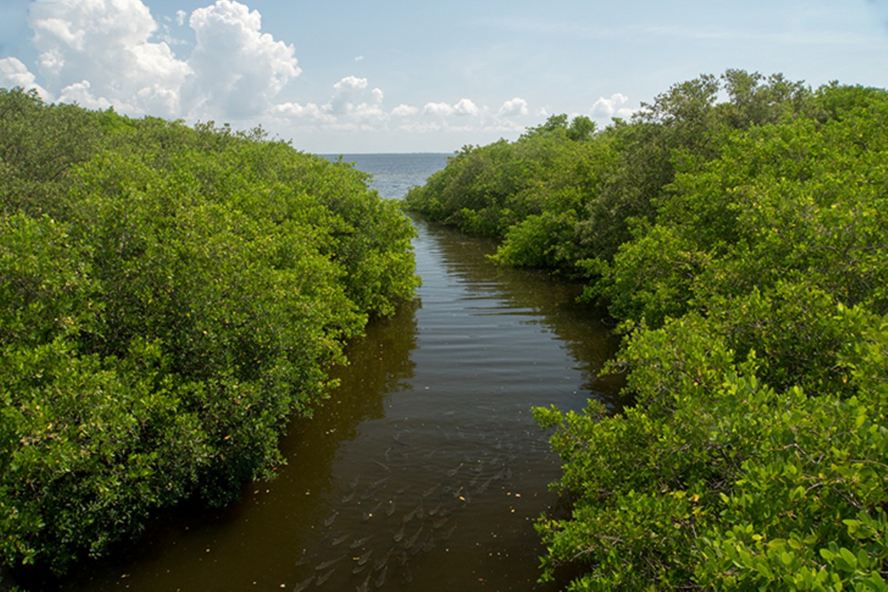 Mangroves growing along the shores of Old Tampa Bay