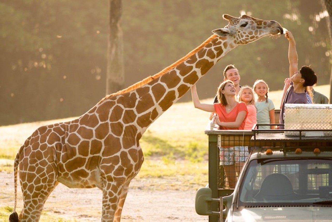 Serengeti Safari Tour
813-883-4386 
Stand inside of a jeep as you go on a 30-minute off-road Busch Gardens Serengeti Safari Tour. Get the opportunity to hand-feed giraffes, meet zebras and learn about the other creatures around the park. Also make sure that you and the people you&#146;re with are ages five and up.
Photo via Busch Gardens/Facebook