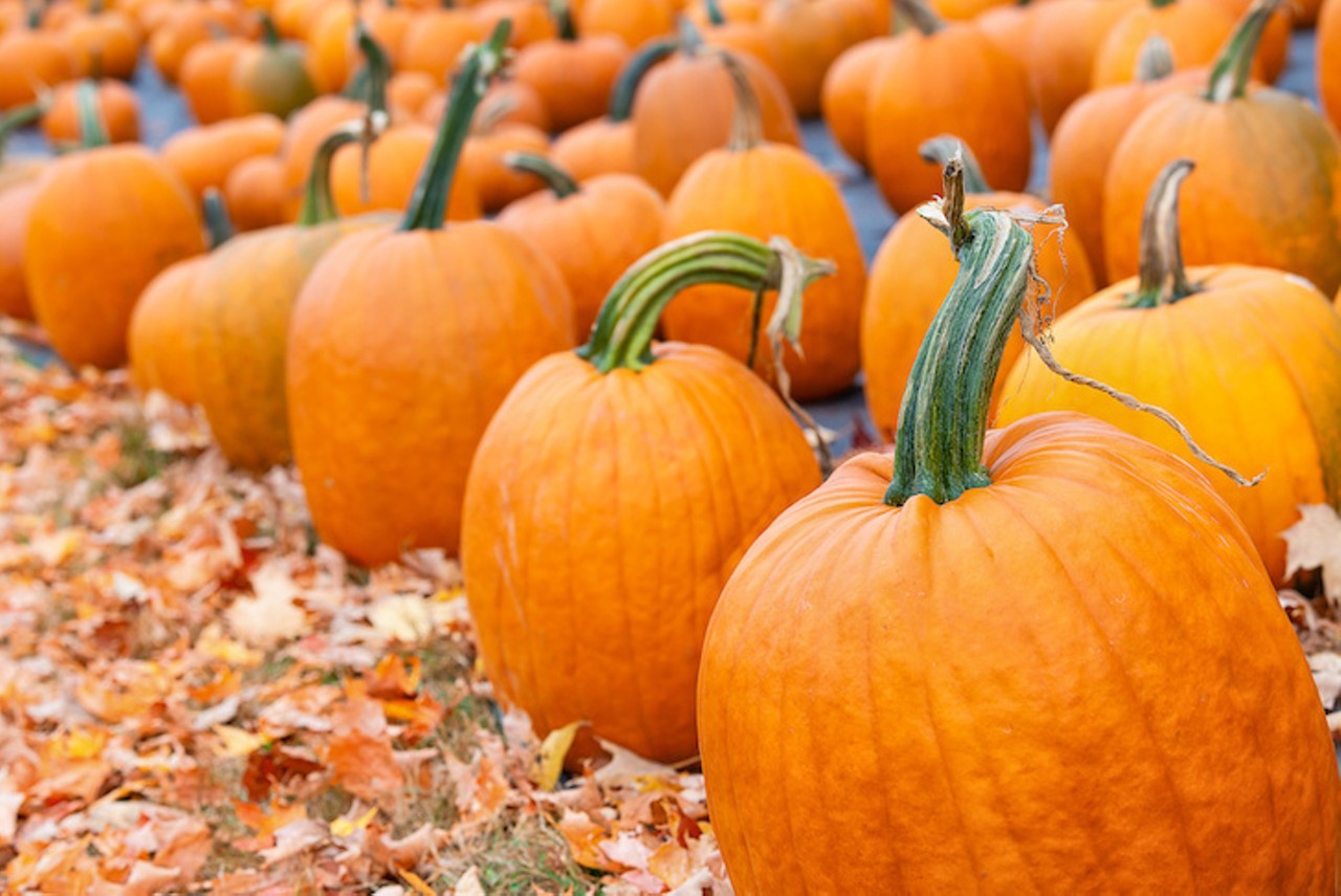 Heritage UMC Pumpkin Patch
2680 Landmark Dr., Clearwater
Dates: Daily through October 30
In addition to the church&#146;s fundraising pumpkin patch, check out the Pumpkin Palooza on Friday, Oct. 15 with games, corn hole, stories and a decorating station.