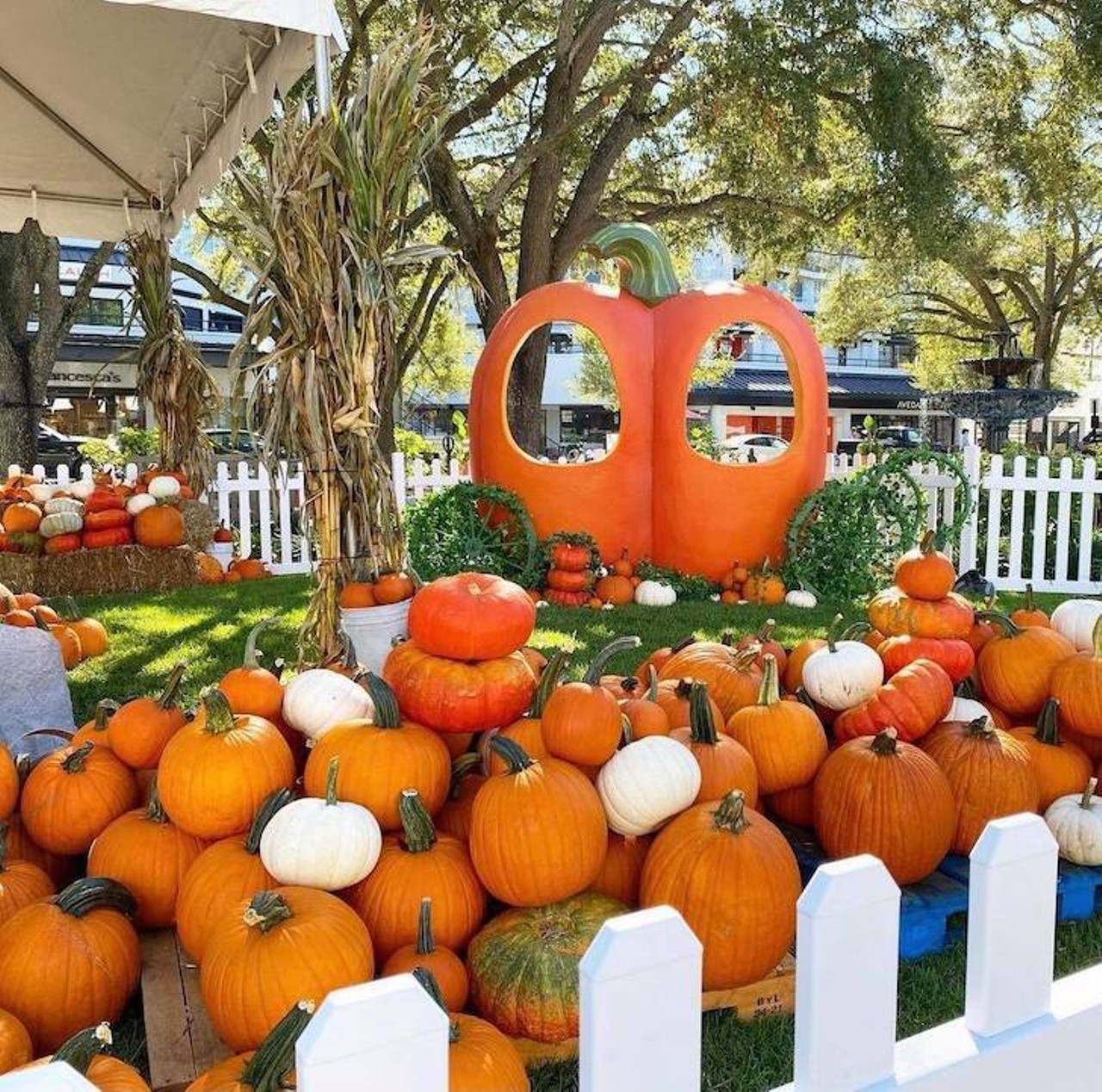 Hyde Park Village Pumpkin Patch
1602 Snow Ave., Tampa
Dates: through October 31
Hyde Park Village is hosting a pumpkin patch that the kids will love to stroll through. Open Monday-Thursday  from 3 p.m. to 6 p.m., and Friday-Sunday 10 a.m. to 6 p.m. A portion of the proceeds will benefit the Humane Society of Tampa Bay. Did we mention the crazy amount of orange pumpkins to choose from?