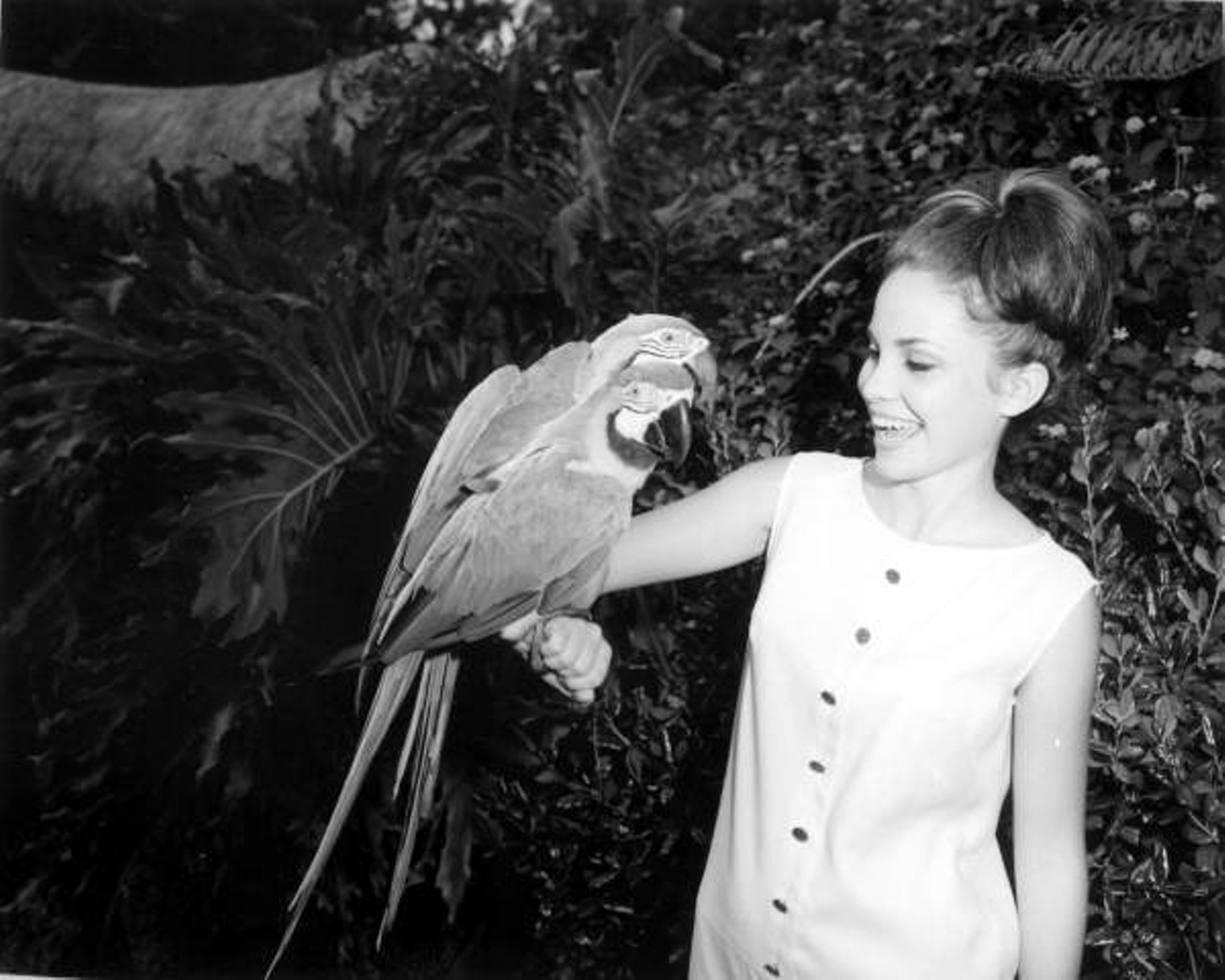 Woman with parrots at Busch Gardens. 1965.