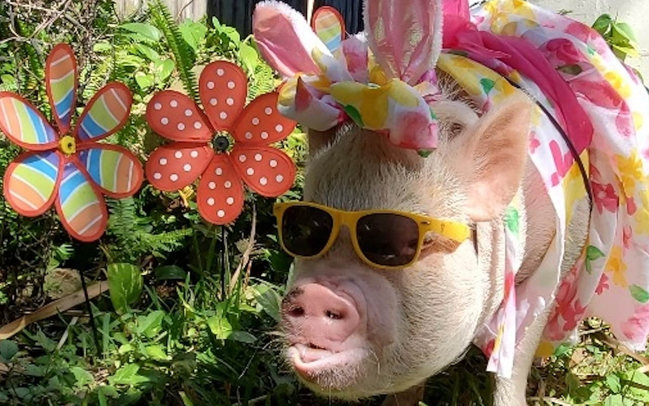A Florida pig named 'Duck' wants to be the next Cadbury Bunny