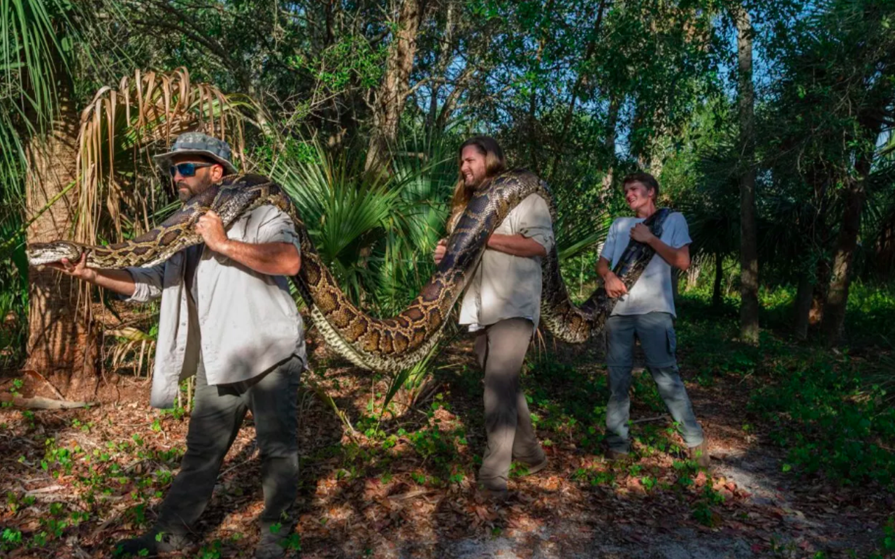 Researchers Ian Bartoszek (left), Ian Easterling, and intern Kyle Findley (right) transport a record-breaking female Burmese Python — weighing 215 pounds and measuring 17.7 feet in length — to their lab in Naples, Florida, to be laid out and photographed.