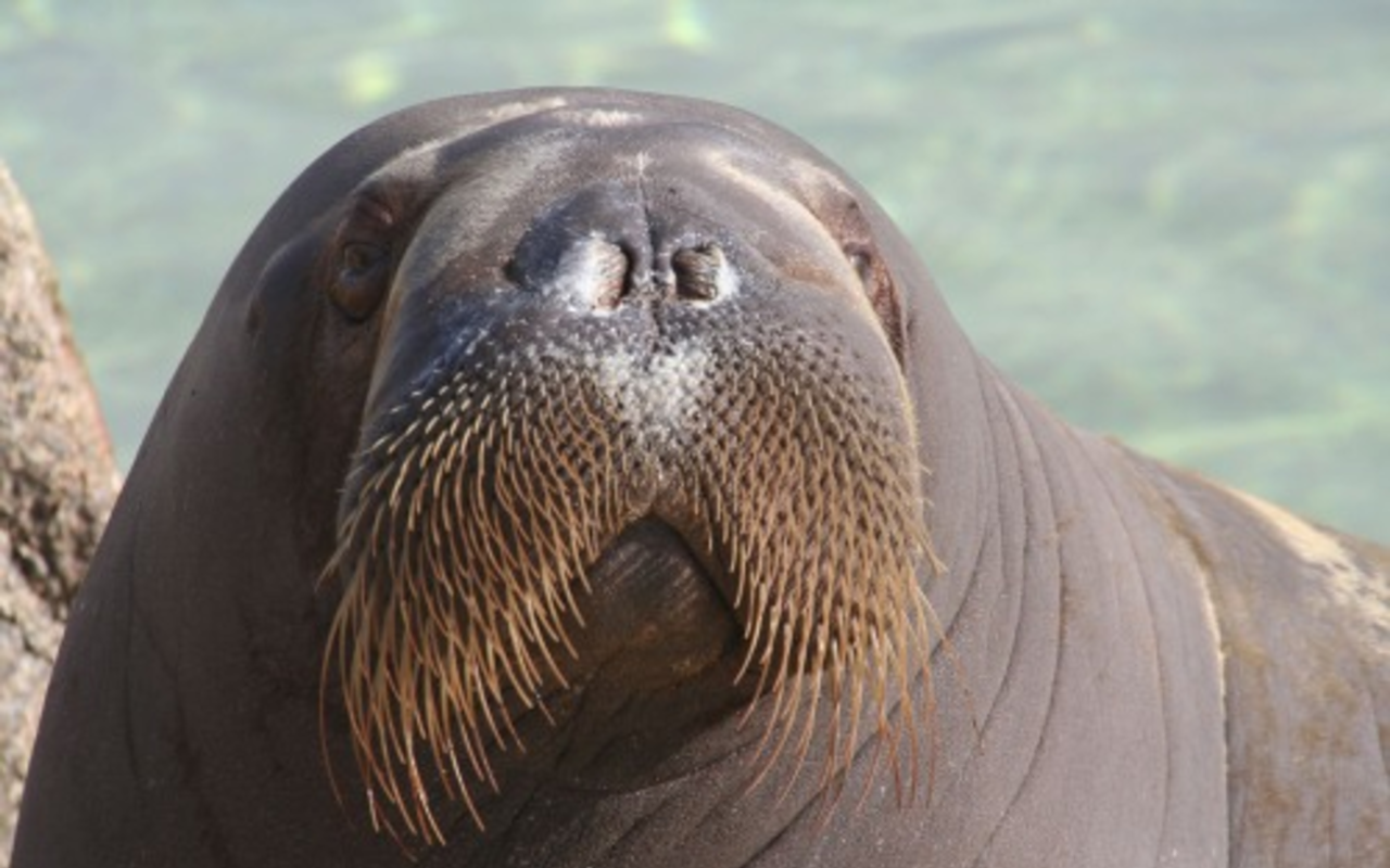 The U.S. Fish & Wildlife Service is evaluating 757 imperiled plant and animal species to determine if they should be added to the federal Endangered Species List by 2018. Among the wildlife getting a closer look is the walrus, pictured here.