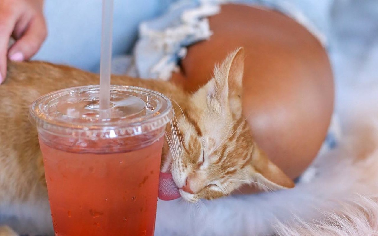 New 'Cats &amp; Caffeine' cafe will open in South Tampa this summer