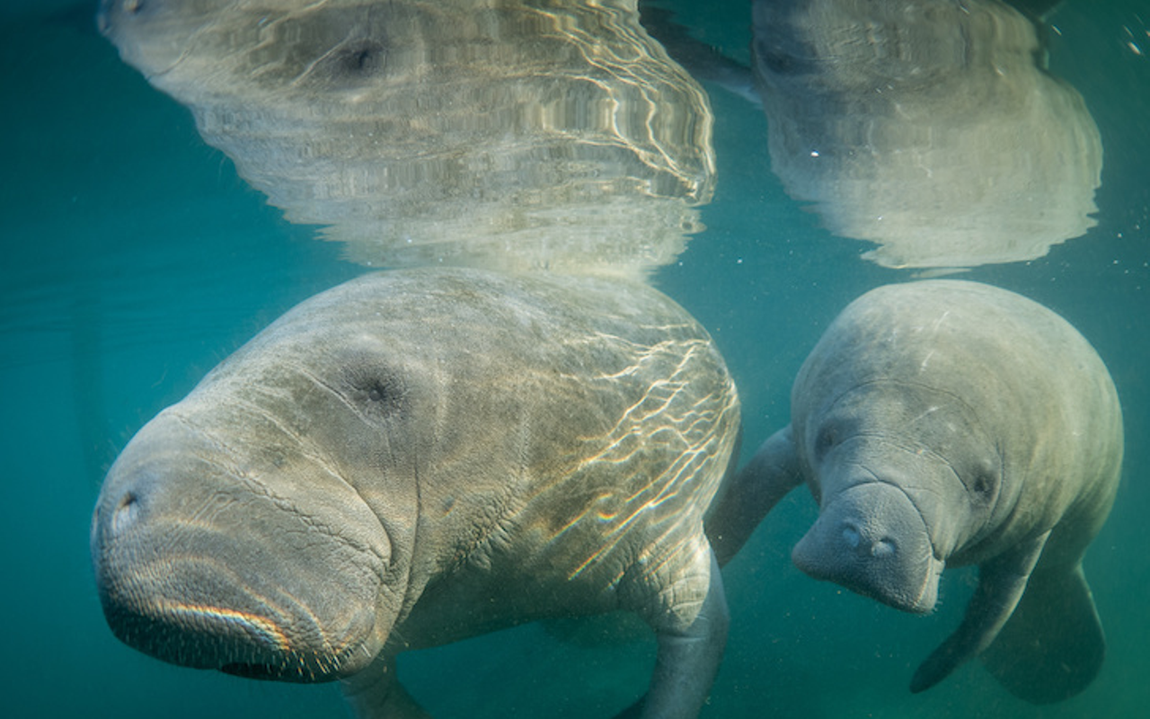 After record Florida manatee deaths, environmental groups sue to upgrade habitat protections