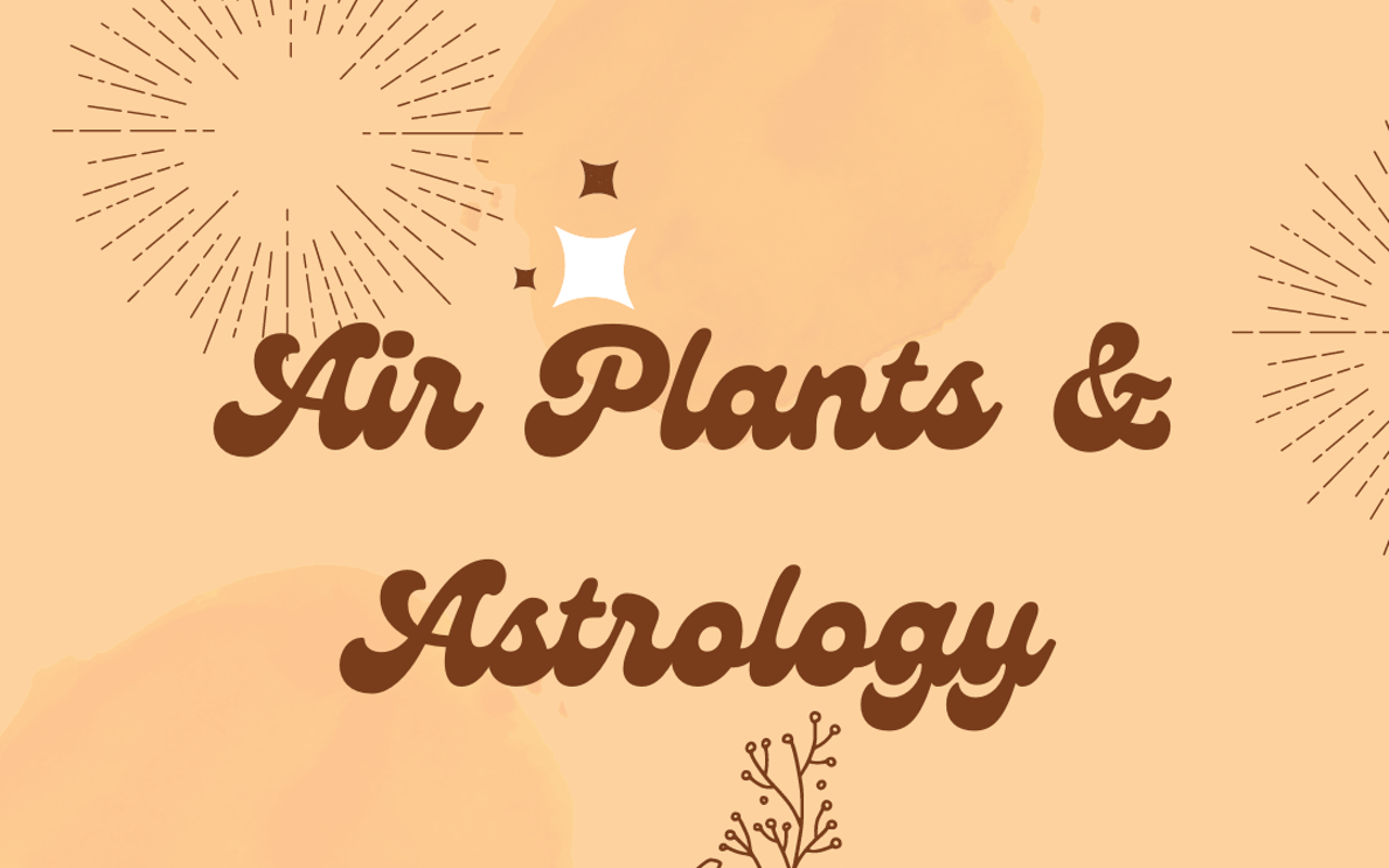 Image: Air Plants & Astrology Workshop at Wild Roots!