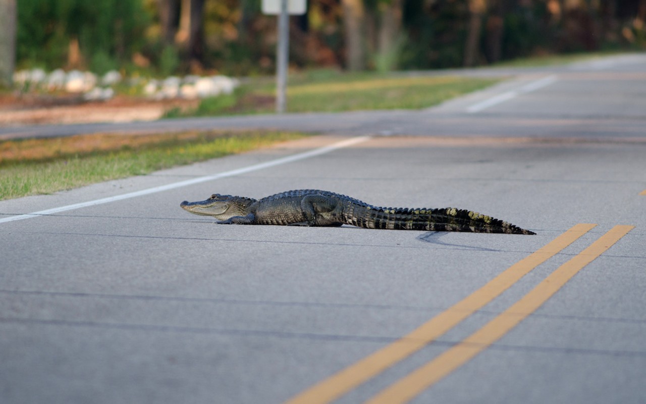 An American alligator laying in the street.
