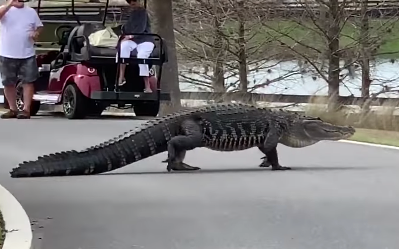An 800-pound chonk from The Villages has been relocated to Gatorland