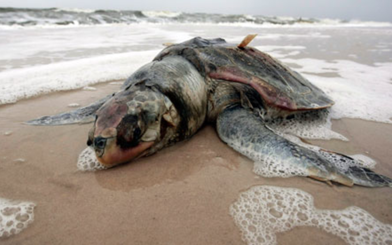 Animals continue to feel effects of oil spill