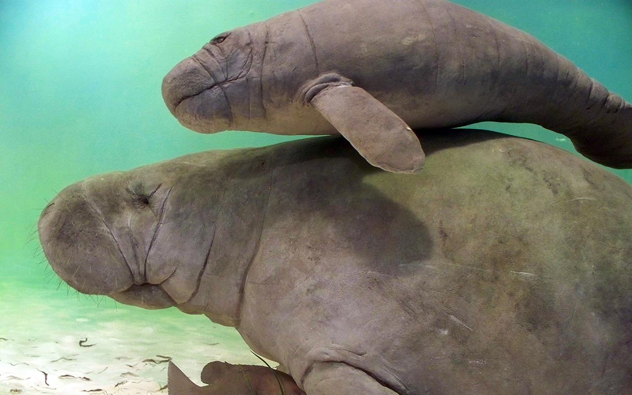 In case you don't have enough to worry about: baby manatees might become separated from their moms during a hurricane.