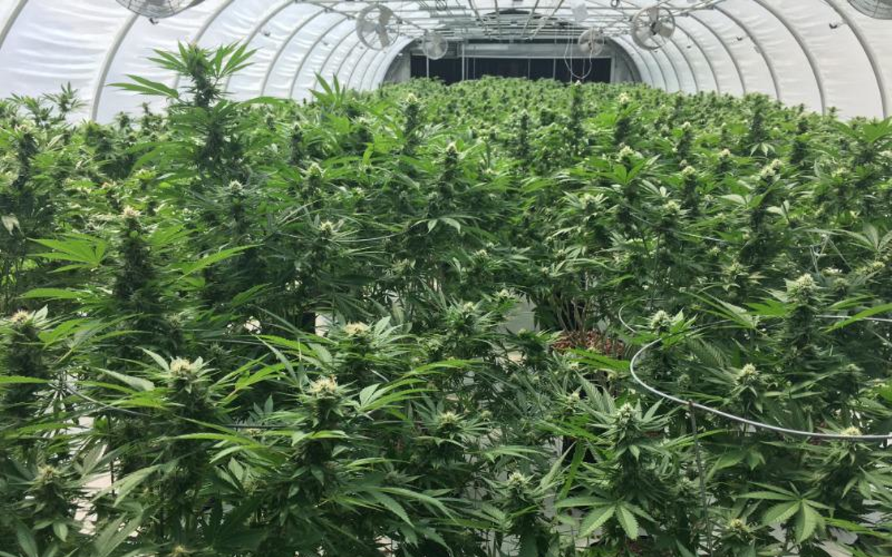 As litigation looms that could upend the cannabis industry, Florida's so-called 'green rush' has fizzled