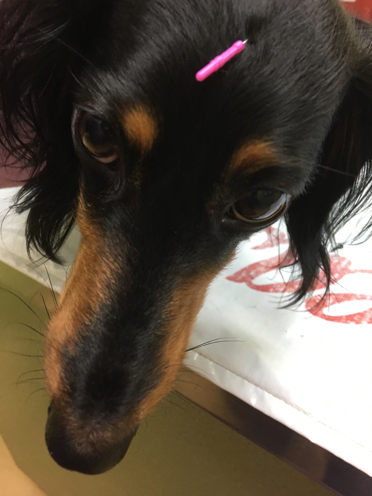 Image: BEST DOGGIE ACUPUNCTURIST