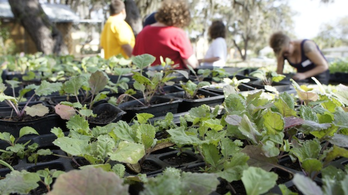 Volunteers transplant collard and mustard green seedlings for distribution in the midtown community.