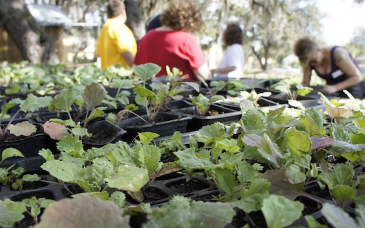 Volunteers transplant collard and mustard green seedlings for distribution in the midtown community.