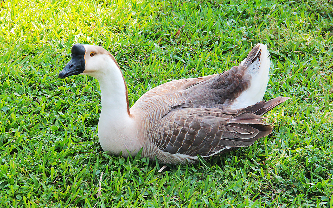 WINGED THINGS: Crescent Lake Park is a good place to spot anhingas and geese (but watch out — the geese can get testy).