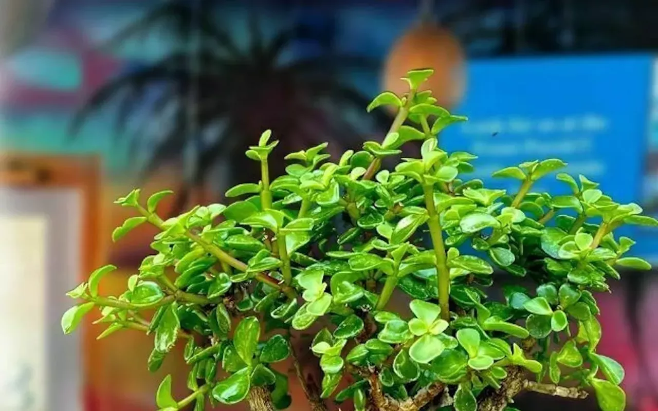 Image: Bonsai and Brews at 82West