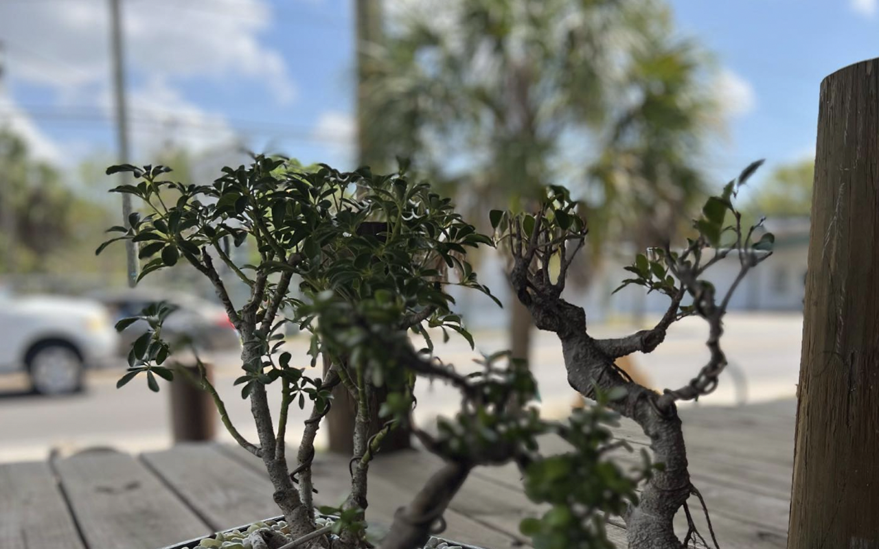 Image: Bonsai and Brews at 82West
