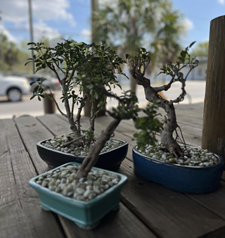 Bonsai and Brews at 82West