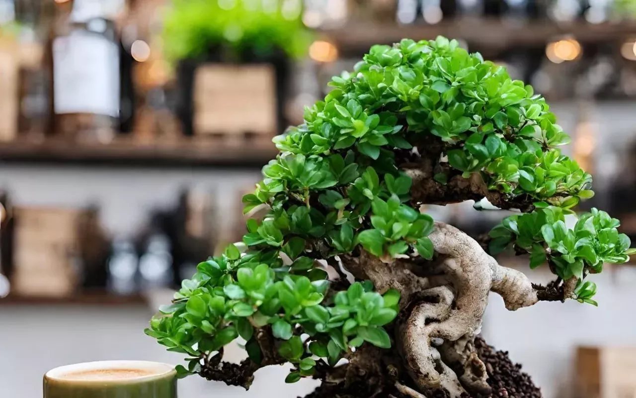 Image: Bonsai and Brews at Bonsai Beverage Co. | Clearwater