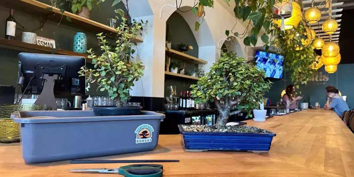 Bonsai and Brews at Trellis at Buchman Ybor City