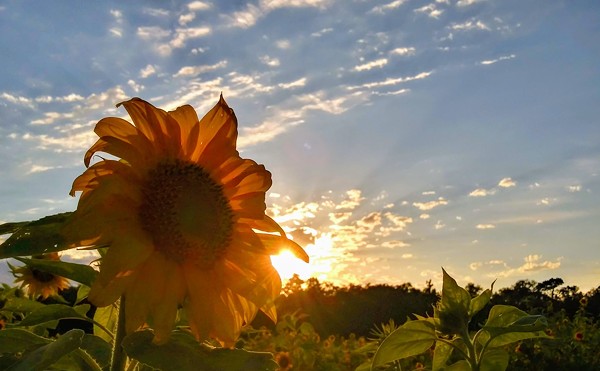 Brooksville’s Harvest Moon Farm hosts month-long sunflower festival