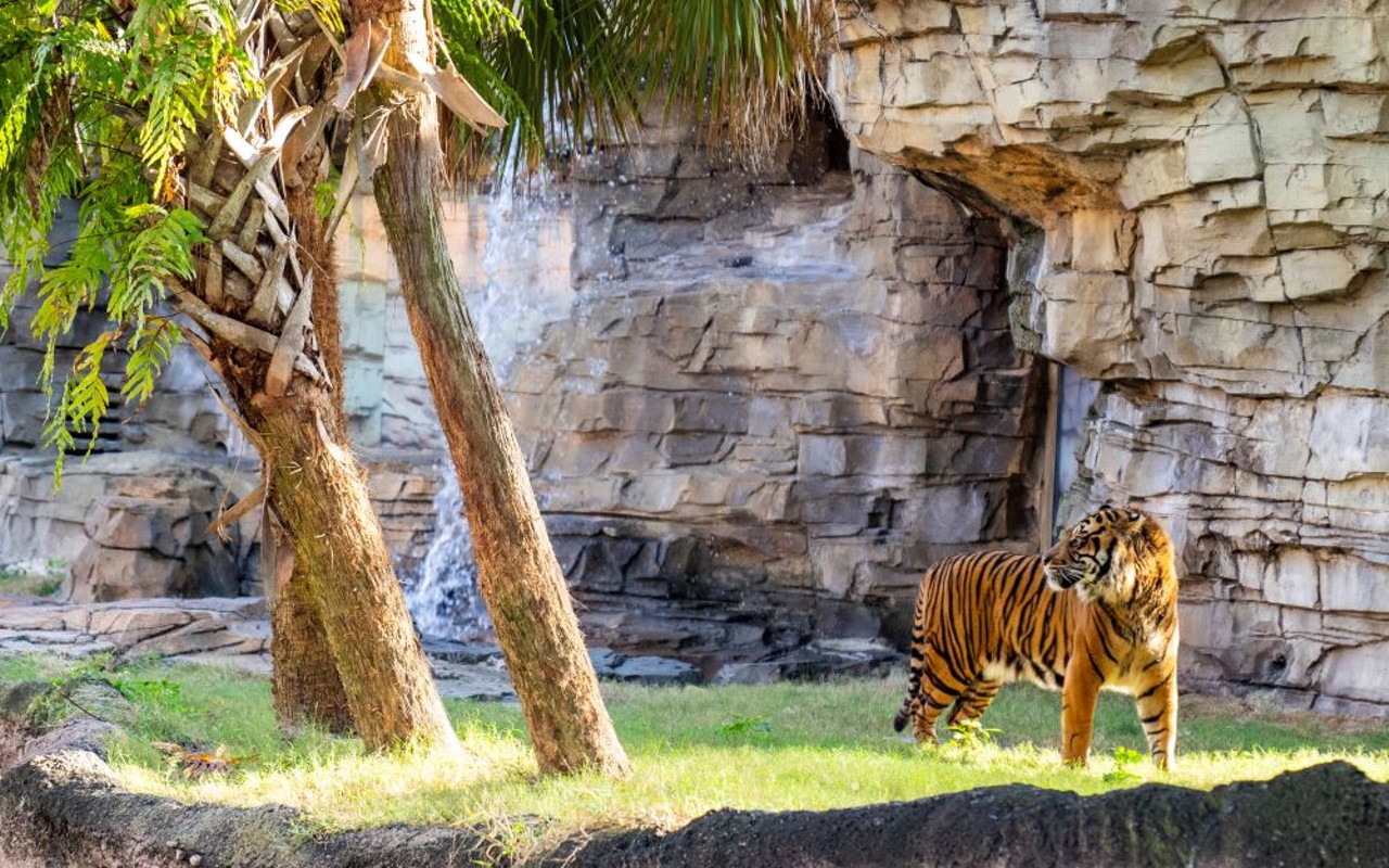 Bandar was transferred to Tampa from the Point Defiance Zoo and Aquarium in Tacoma, Washington.