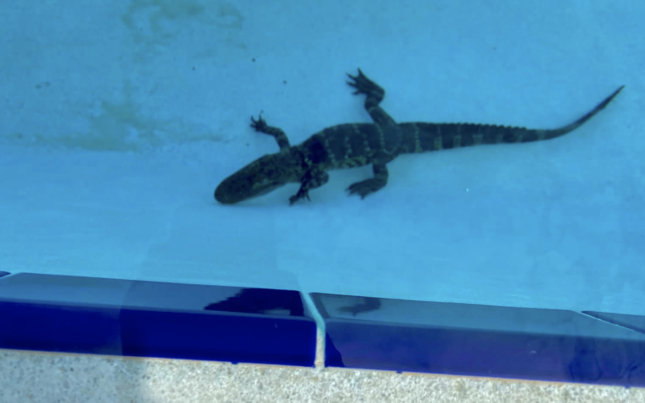 Central Florida gator removed from school pool after interrupting swim team practice