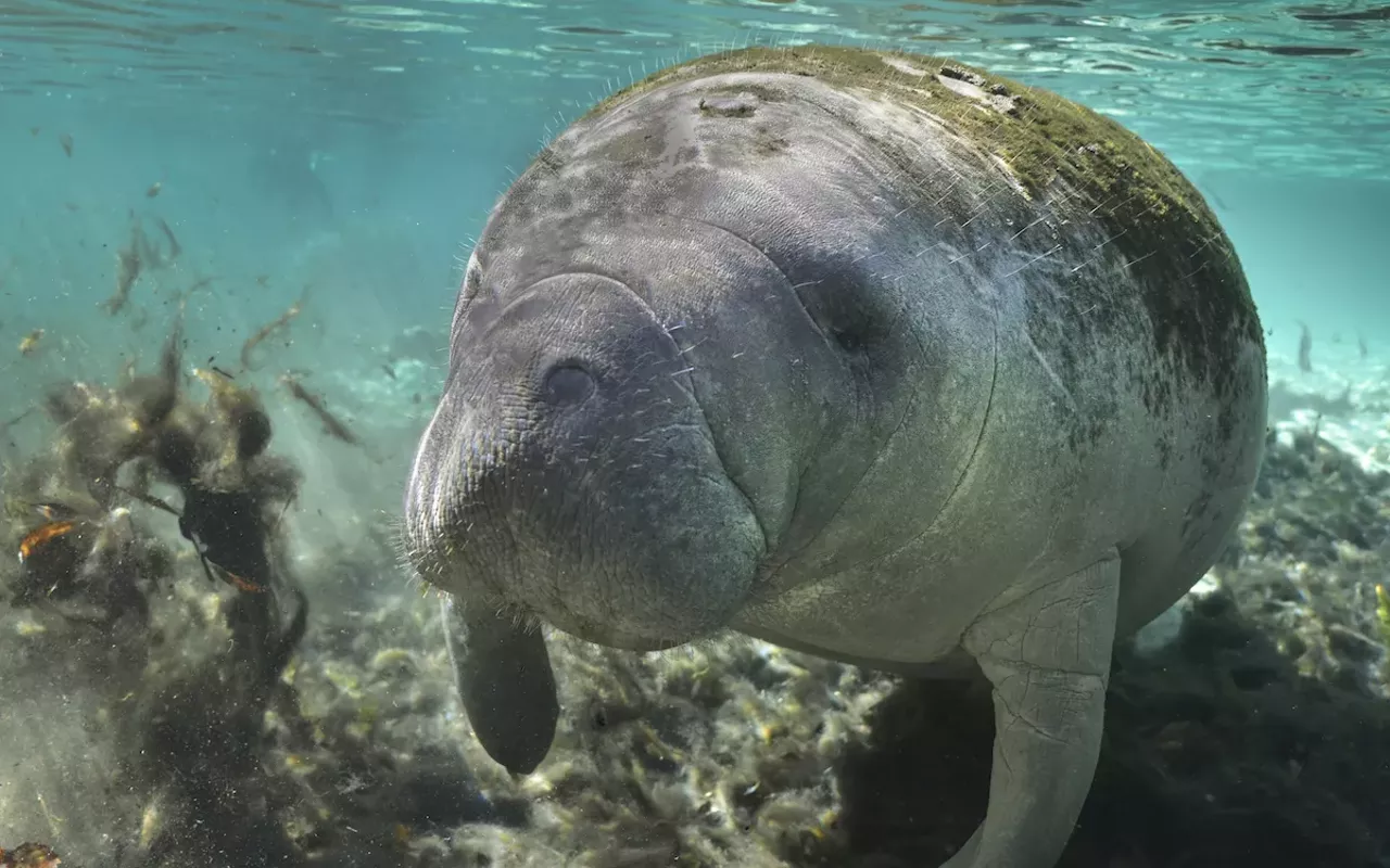 Image: Clearwater Marine Aquarium plans to turn Winter&rsquo;s old habitat into new manatee rescue and rehab center
