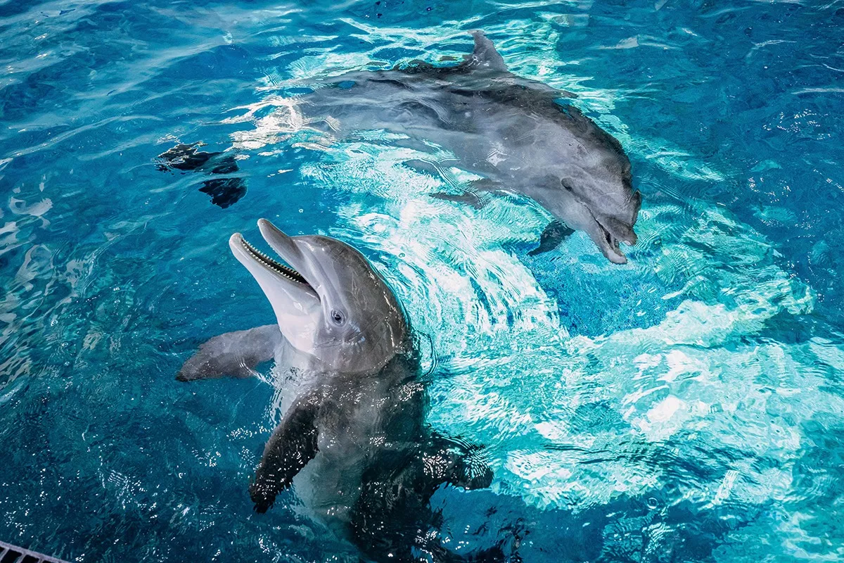 Nick and Hemmingway at Clearwater Marine Aquarium