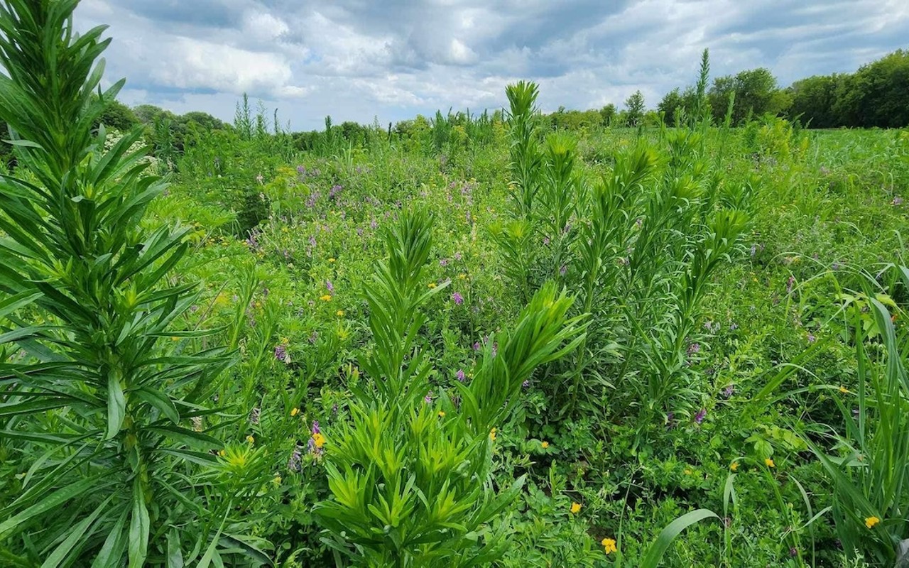 DeSantis, Cabinet approve $40 million Florida conservation easements