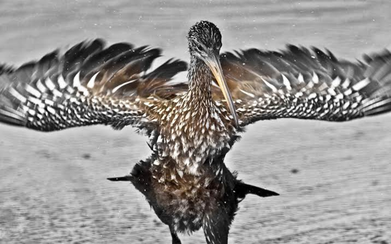 WINGIN' IT: Lazlo Horváth's "Dancing Limpkin" is among the images the nature scenes along the Hillsborough River.