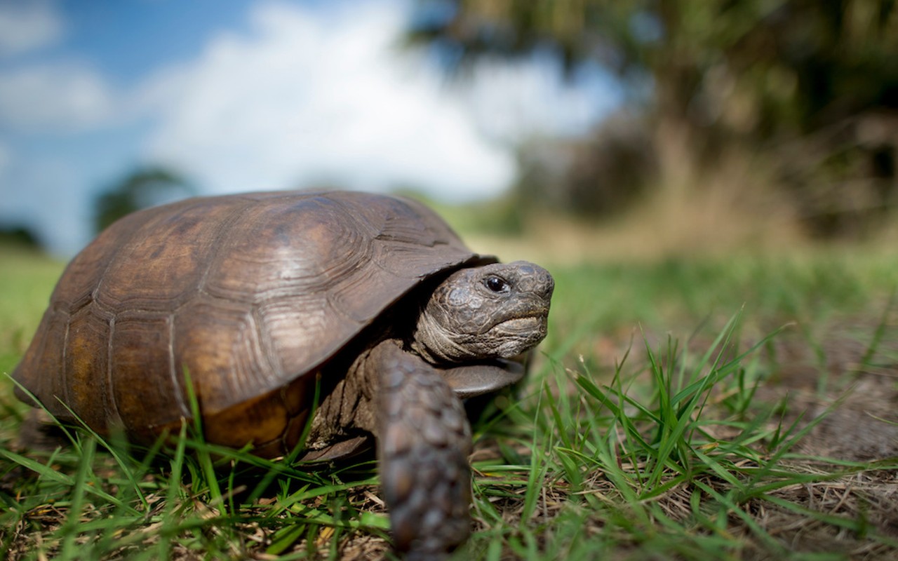 Feds decline giving gopher tortoises endangered species protection