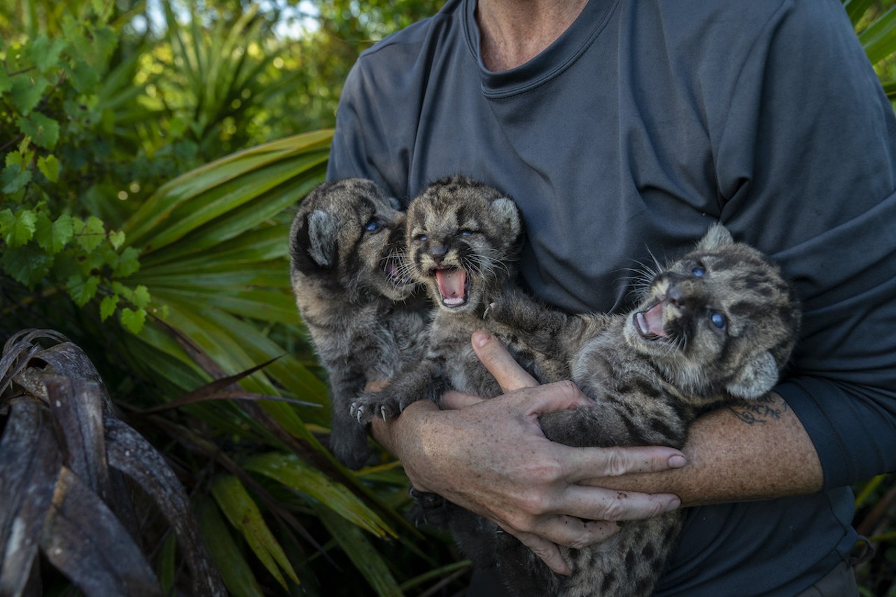 During a den survey of a Florida panther, veterinarian Dr. Lara Cusack assesses the health of three wild kittens. The survival of kittens is one of the most critical factors for the long-term survival of the species.