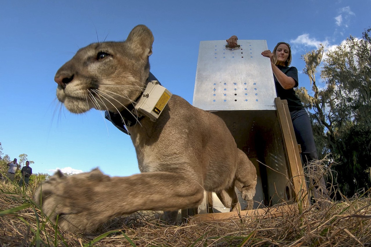 "Tres," a male Florida panther nicknamed for his three broken legs, is released back into the wild after many months of rehabilitation. Now, the challenges of life in the wild begin.