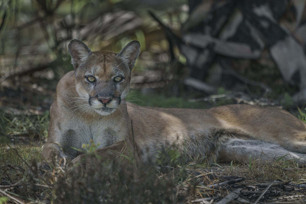 Carlton Ward Jr. took this photo of a Florida panther—the only time he had a camera in hand when seeing one in the wild—while heading into the backcountry to monitor a camera trap site. After years of consistent effort, this stroke of luck finally made all the blood, sweat, and tears worth it for an unforgettable moment of "staring into the wild eyes of a Florida panther."
