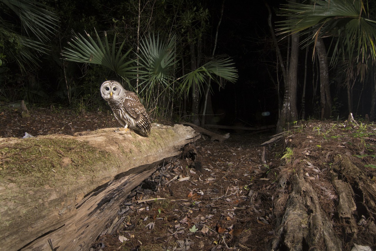 A barred owl rests on the "logjump" camera trap site. The captures of other wildlife that frequented these sites reveals the incredible web of biodiversity that exists in panther habitat. As the saying goes, "protecting the large home range of a single Florida panther also results in the protection of countless other species."