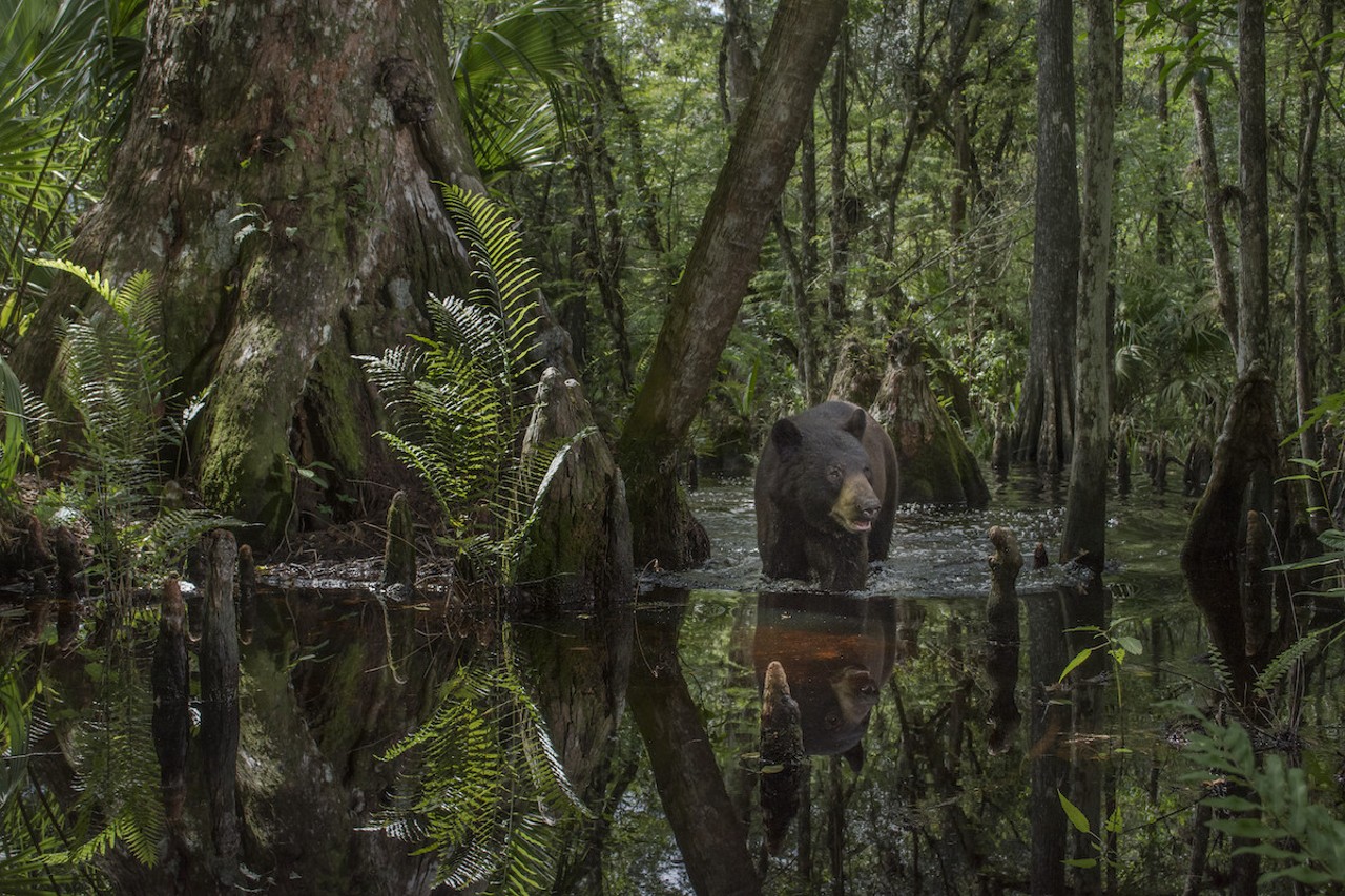 A camera trap on Green Glades West Ranch, adjacent to Big Cypress National Preserve, shows the transition from wet season to dry season at the base of a 500-year-old cypress tree. Like panthers, Florida black bears have vast home ranges and depend on a network of connected habitats to survive.