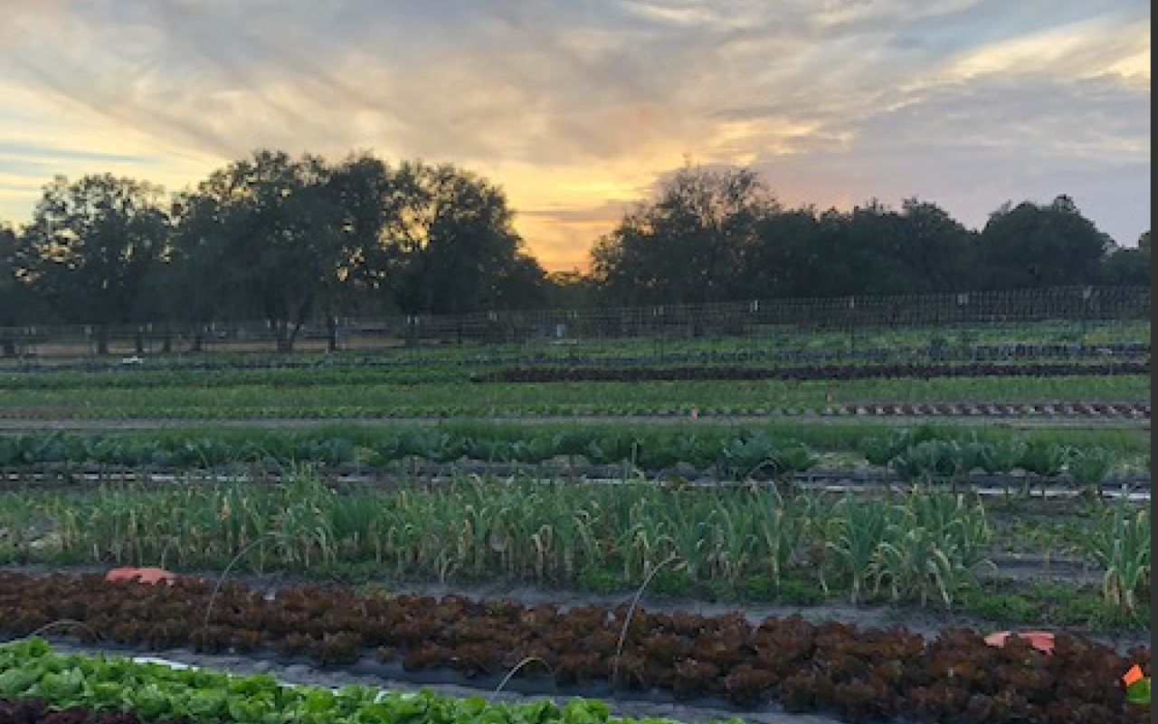 In the market for a new CSA that delivers organic flowers and veggies to the Saturday Morning Market? Check out the Spring Farm Day in Bushnell, an hour north of Tampa Bay.