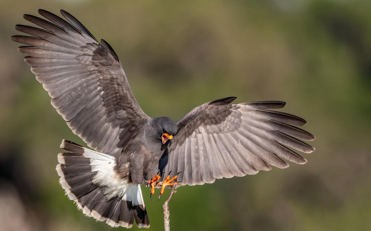 The snail kite is a bird of prey that’s commonly found throughout the Everglades.
