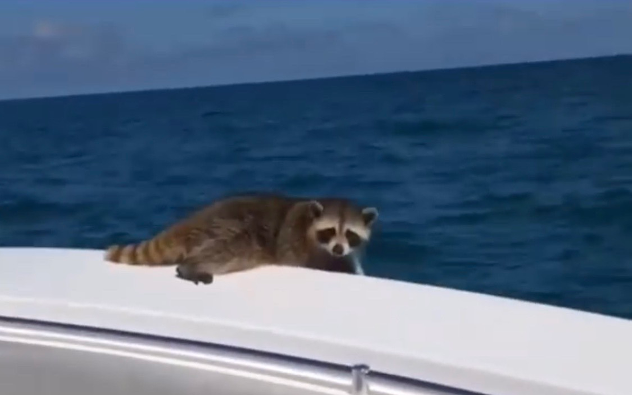 Florida man who left a raccoon to die 20 miles offshore would like to apologize