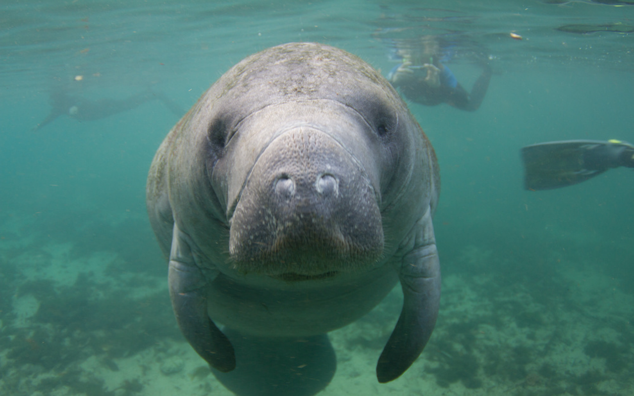 Florida manatees are on the move, and officials are asking boaters to stay alert