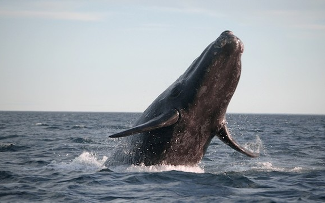An endangered Southern right whale
