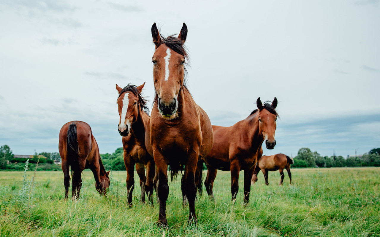 Florida residents are taking horse dewormer to treat COVID-19, and now it's sold out