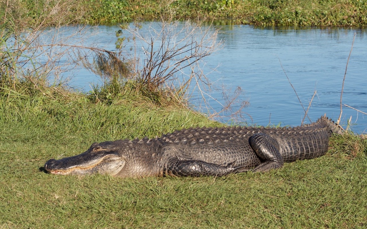 Florida teen bitten by alligator used a stick to pry open jaws